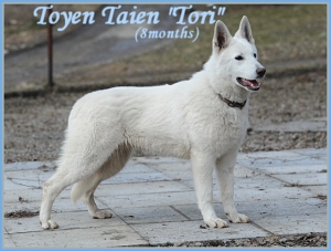 Toyen Taien