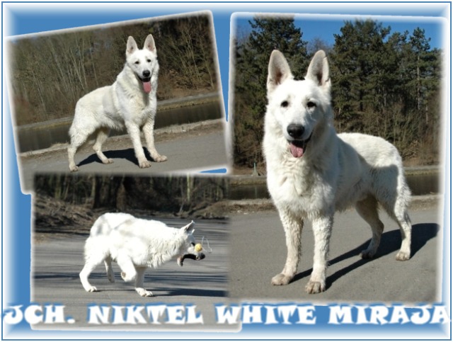 niktel white miraja