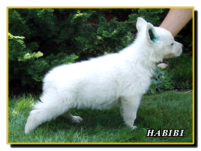Habibi