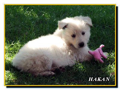 Hakan