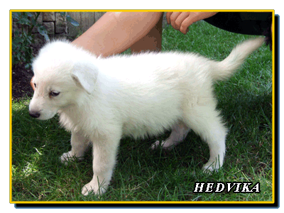 Hedvika