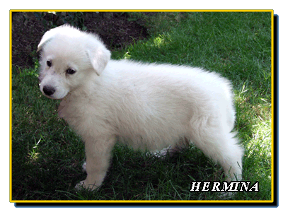 Hermina
