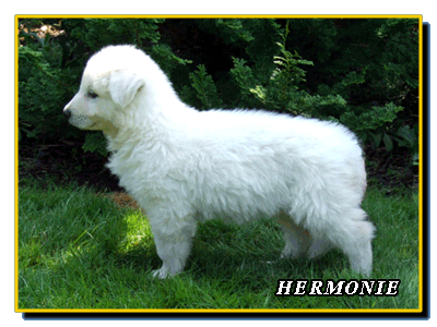 Hermonie