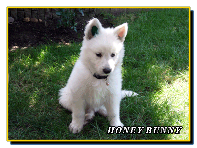 Honey Bunny